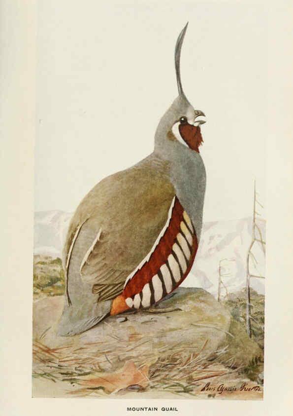 Reproducción/Reproduction 6714574939: The game birds of California Berkeley,University of California Press,1918