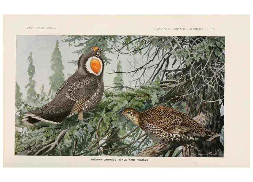 Reproducción/Reproduction 6714575395: The game birds of California Berkeley,University of California Press,1918
