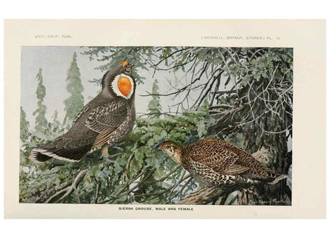Reproducción/Reproduction 6714575395: The game birds of California Berkeley,University of California Press,1918