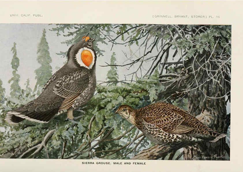 Reproducción/Reproduction 6714575395: The game birds of California Berkeley,University of California Press,1918