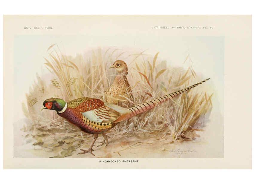 Reproducción/Reproduction 6714575807: The game birds of California Berkeley,University of California Press,1918