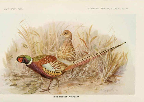 Reproducción/Reproduction 6714575807: The game birds of California Berkeley,University of California Press,1918