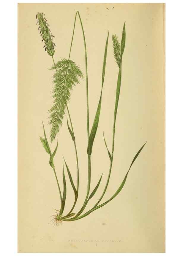 Reproducción/Reproduction 6869474853: A natural history of British grasses.. London,Groombridge,1858.