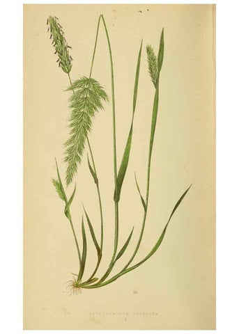 Reproducción/Reproduction 6869474853: A natural history of British grasses.. London,Groombridge,1858.