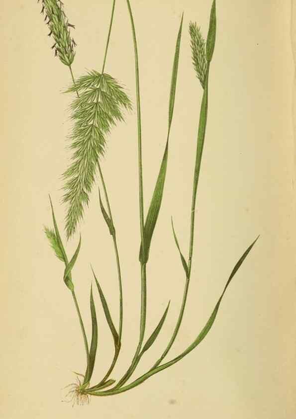 Reproducción/Reproduction 6869474853: A natural history of British grasses.. London,Groombridge,1858.