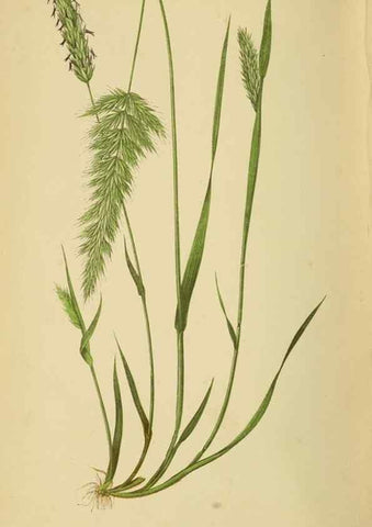 Reproducción/Reproduction 6869474853: A natural history of British grasses.. London,Groombridge,1858.