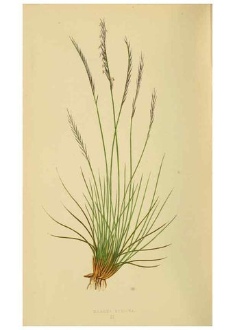 Reproducción/Reproduction 6869475617: A natural history of British grasses.. London,Groombridge,1858.
