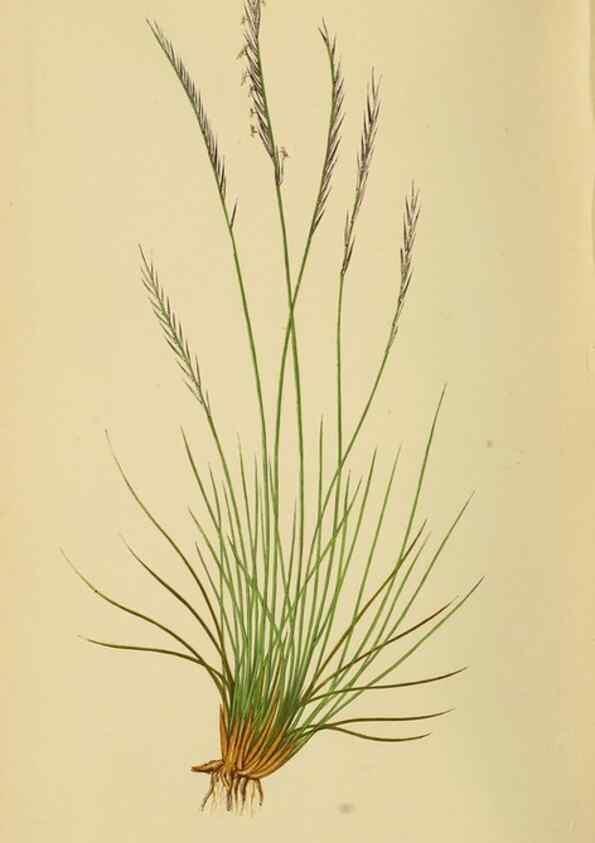Reproducción/Reproduction 6869475617: A natural history of British grasses.. London,Groombridge,1858.