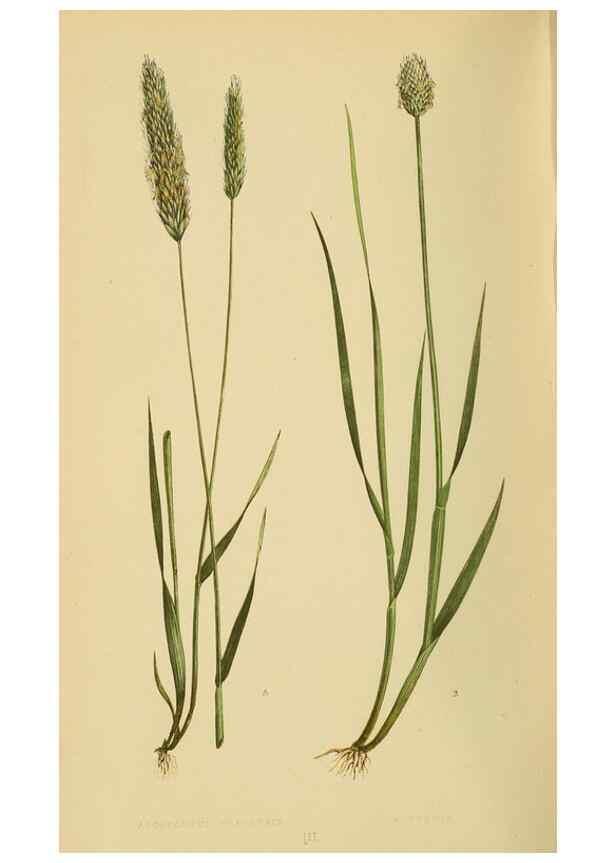 Reproducción/Reproduction 6869476371: A natural history of British grasses.. London,Groombridge,1858.
