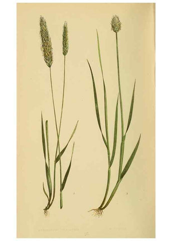 Reproducción/Reproduction 6869476371: A natural history of British grasses.. London,Groombridge,1858.