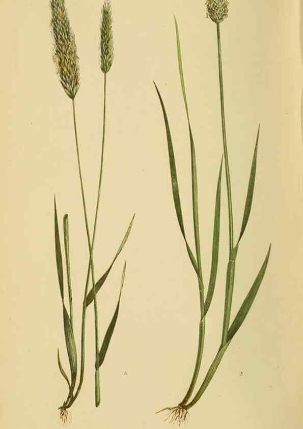 Reproducción/Reproduction 6869476371: A natural history of British grasses.. London,Groombridge,1858.