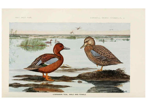 Reproducción/Reproduction 6714571247: The game birds of California Berkeley,University of California Press,1918