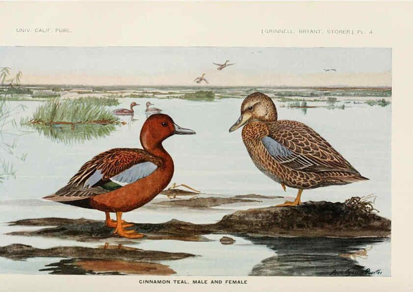 Reproducción/Reproduction 6714571247: The game birds of California Berkeley,University of California Press,1918