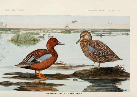 Reproducción/Reproduction 6714571247: The game birds of California Berkeley,University of California Press,1918