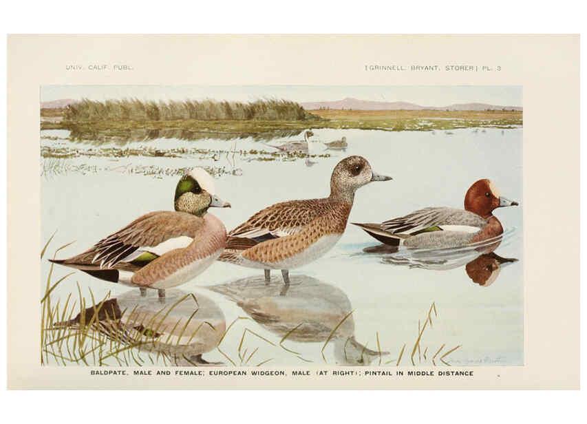 Reproducción/Reproduction 6714570901: The game birds of California Berkeley,University of California Press,1918