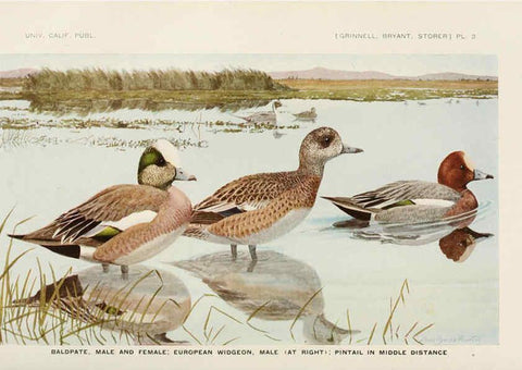 Reproducción/Reproduction 6714570901: The game birds of California Berkeley,University of California Press,1918