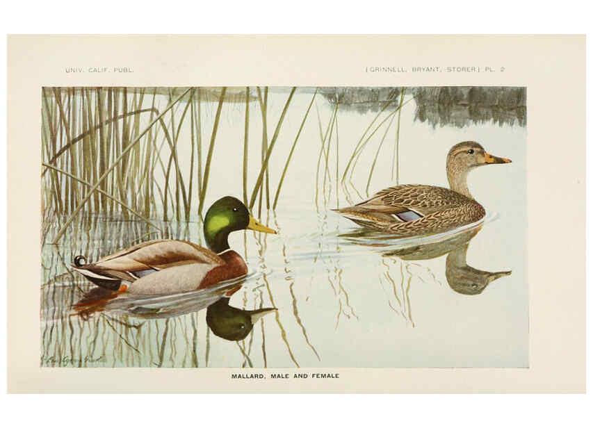 Reproducción/Reproduction 6714570419: The game birds of California Berkeley,University of California Press,1918