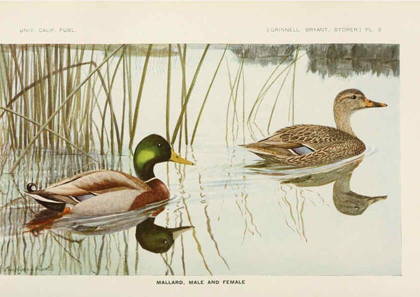 Reproducción/Reproduction 6714570419: The game birds of California Berkeley,University of California Press,1918
