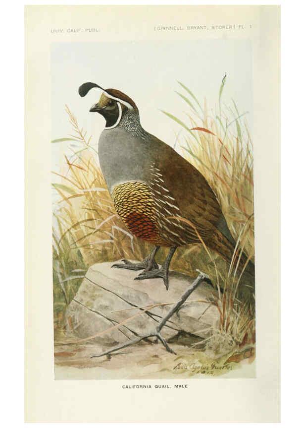 Reproducción/Reproduction 6714569973: The game birds of California Berkeley,University of California Press,1918