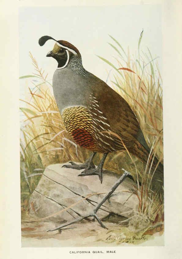 Reproducción/Reproduction 6714569973: The game birds of California Berkeley,University of California Press,1918
