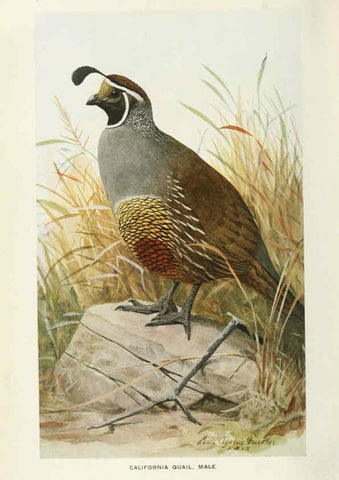 Reproducción/Reproduction 6714569973: The game birds of California Berkeley,University of California Press,1918