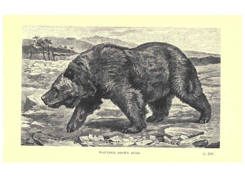 Reproducción/Reproduction 6505685715: Wild beasts and their ways London,Macmillan and co.,1890