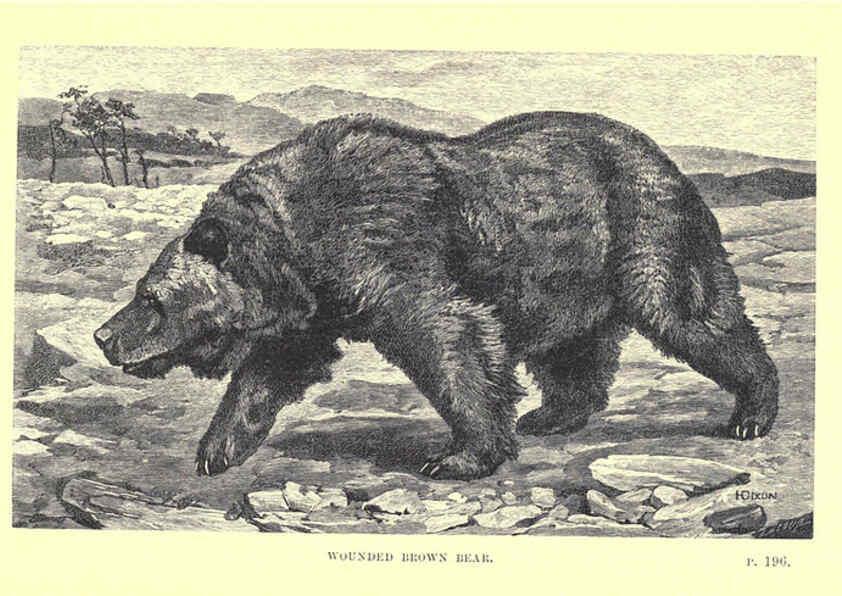 Reproducción/Reproduction 6505685715: Wild beasts and their ways London,Macmillan and co.,1890