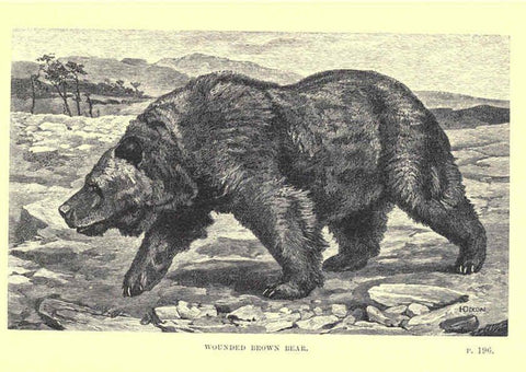 Reproducción/Reproduction 6505685715: Wild beasts and their ways London,Macmillan and co.,1890