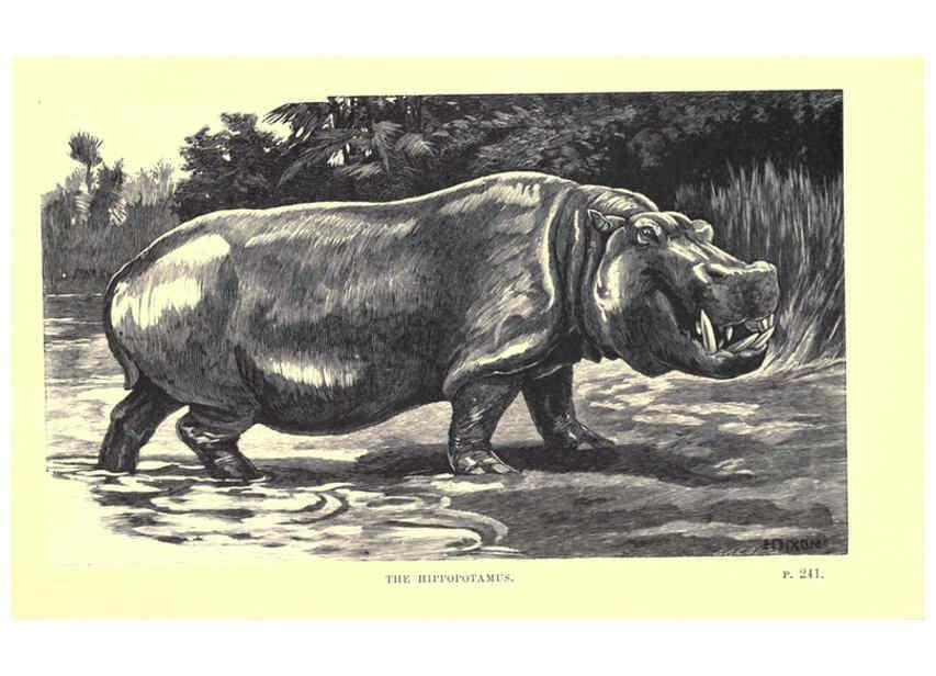 Reproducción/Reproduction 6505686011: Wild beasts and their ways London,Macmillan and co.,1890
