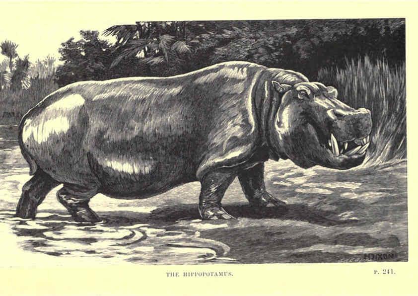 Reproducción/Reproduction 6505686011: Wild beasts and their ways London,Macmillan and co.,1890