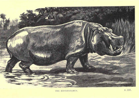 Reproducción/Reproduction 6505686011: Wild beasts and their ways London,Macmillan and co.,1890