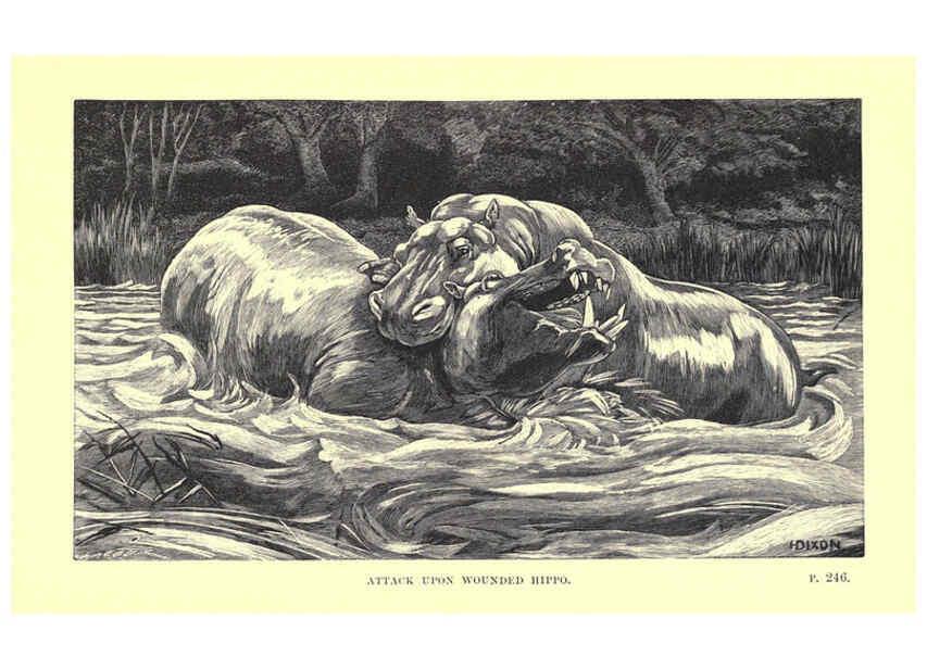 Reproducción/Reproduction 6505686555: Wild beasts and their ways London,Macmillan and co.,1890