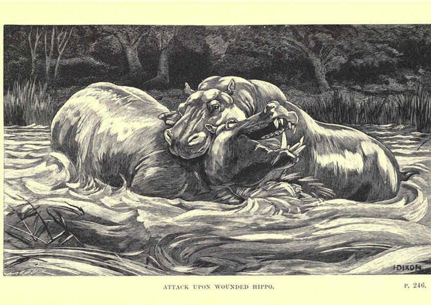Reproducción/Reproduction 6505686555: Wild beasts and their ways London,Macmillan and co.,1890