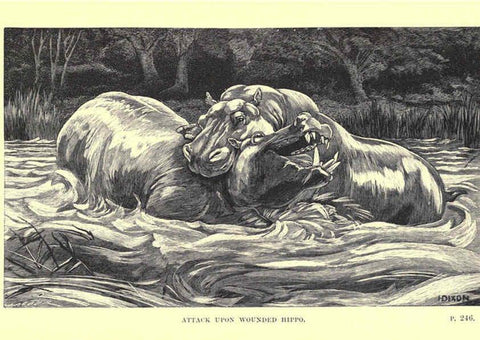 Reproducción/Reproduction 6505686555: Wild beasts and their ways London,Macmillan and co.,1890