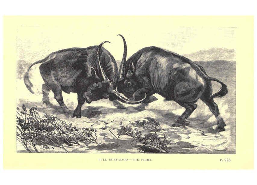 Reproducción/Reproduction 6505686925: Wild beasts and their ways London,Macmillan and co.,1890