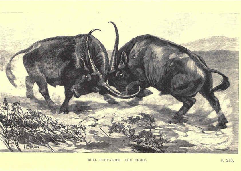 Reproducción/Reproduction 6505686925: Wild beasts and their ways London,Macmillan and co.,1890