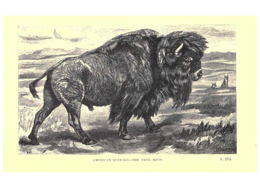 Reproducción/Reproduction 6505687429: Wild beasts and their ways London,Macmillan and co.,1890