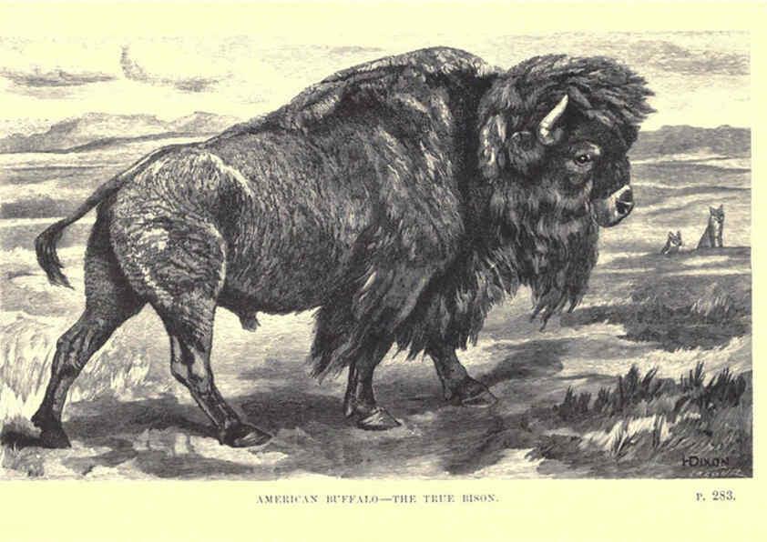 Reproducción/Reproduction 6505687429: Wild beasts and their ways London,Macmillan and co.,1890