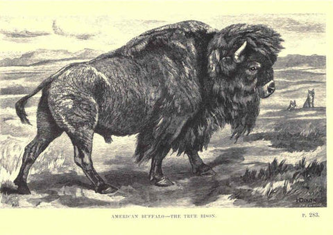 Reproducción/Reproduction 6505687429: Wild beasts and their ways London,Macmillan and co.,1890