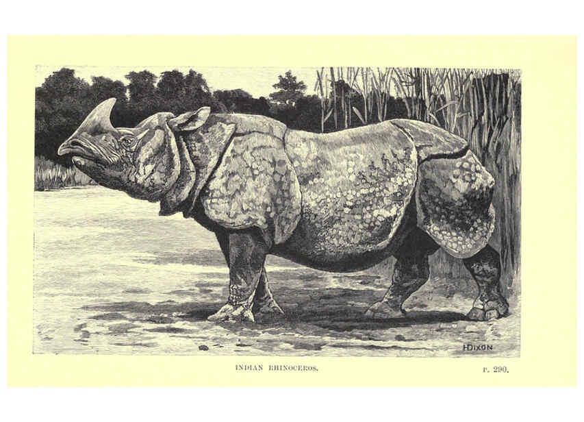 Reproducción/Reproduction 6505688029: Wild beasts and their ways London,Macmillan and co.,1890