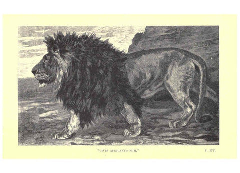 Reproducción/Reproduction 6505684585: Wild beasts and their ways London,Macmillan and co.,1890