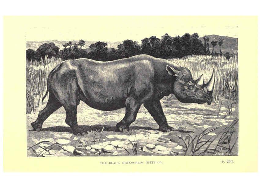 Reproducción/Reproduction 6505688371: Wild beasts and their ways London,Macmillan and co.,1890