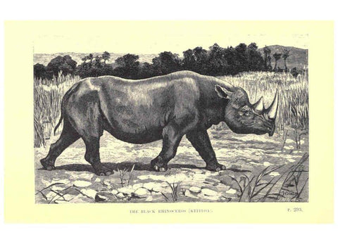 Reproducción/Reproduction 6505688371: Wild beasts and their ways London,Macmillan and co.,1890