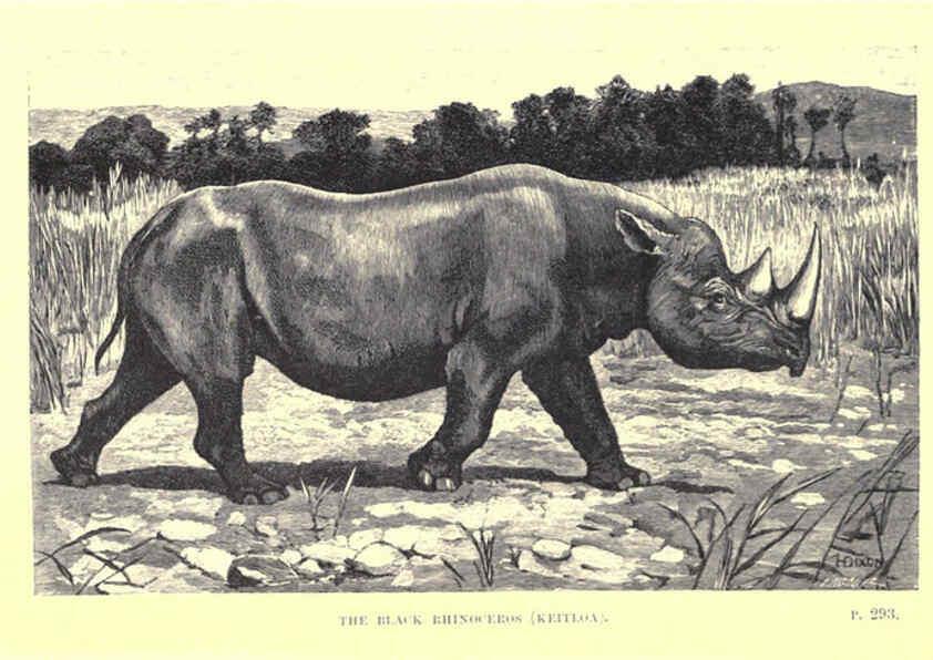 Reproducción/Reproduction 6505688371: Wild beasts and their ways London,Macmillan and co.,1890
