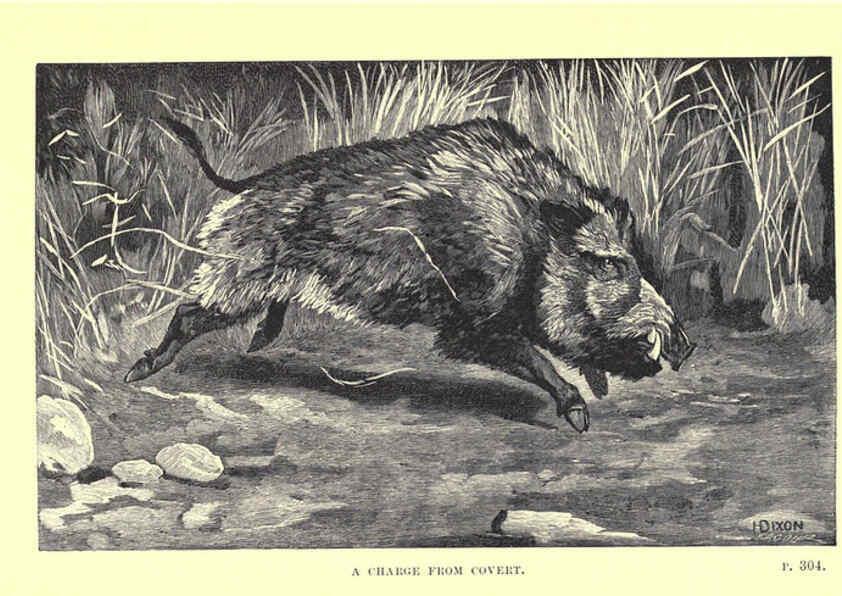 Reproducción/Reproduction 6505689231: Wild beasts and their ways London,Macmillan and co.,1890
