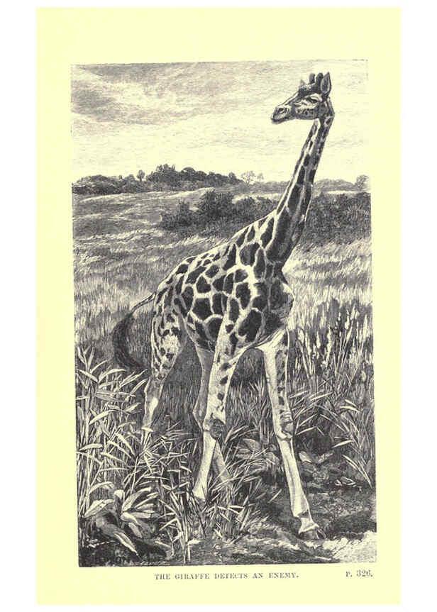 Reproducción/Reproduction 6505689593: Wild beasts and their ways London,Macmillan and co.,1890