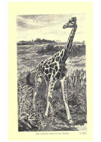 Reproducción/Reproduction 6505689593: Wild beasts and their ways London,Macmillan and co.,1890