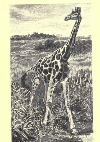 Reproducción/Reproduction 6505689593: Wild beasts and their ways London,Macmillan and co.,1890