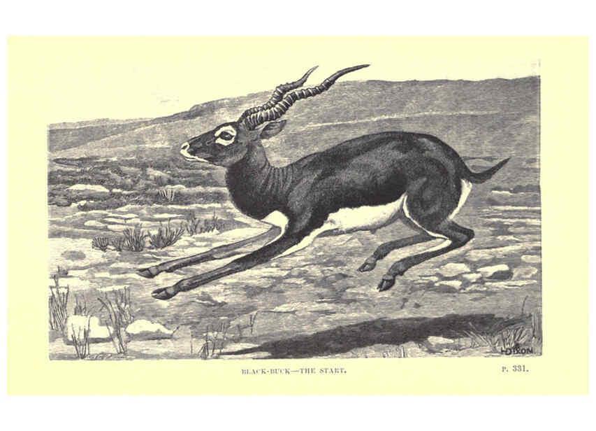 Reproducción/Reproduction 6505690089: Wild beasts and their ways London,Macmillan and co.,1890