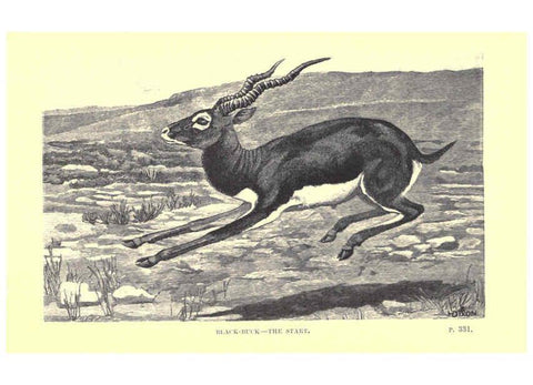 Reproducción/Reproduction 6505690089: Wild beasts and their ways London,Macmillan and co.,1890